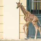 fb_netzgiraffe_14072023_tgs_zupanc_02.jpg