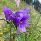 IMG_1733.jpg