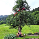 Der Birnbaum mit den Rosen und dem Bänkli auf dem Enzianhof