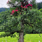Birnbaum1.jpg