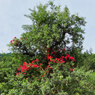 Birnbaum3.jpg