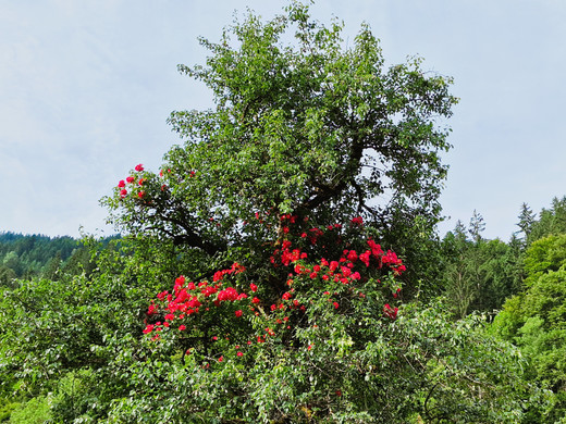Birnbaum3.jpg