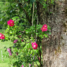 Birnbaum5.jpg