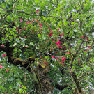 Birnbaum6.jpg