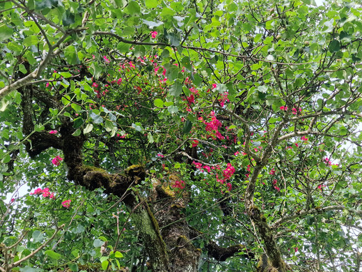 Birnbaum6.jpg