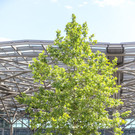 2023-07-18-praterstern-baeume.jpg