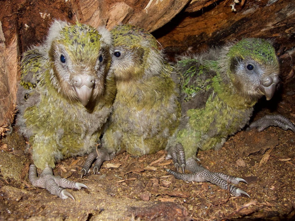 2019-04-18T052044Z_143998844_RC1BB922A310_RTRMADP_3_NEWZEALAND-PARROT.JPG