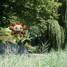 Insel Mainau _01_.JPG