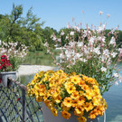 Insel Mainau _02_.JPG