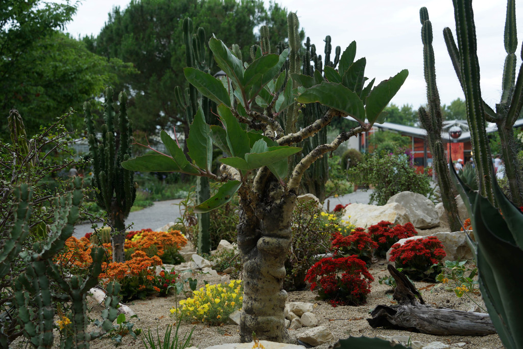 Insel Mainau _08_.JPG