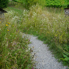 Insel Mainau _09_.JPG