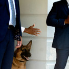 US-Präsident Joe Bidens Hund "Commander"