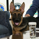Jill_Biden_Commander_64887.jpg