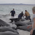 Australia_Beached_Whales_28665.jpg