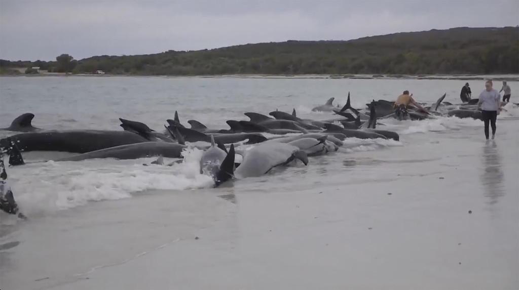 Australia_Beached_Whales_10226.jpg