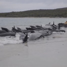 Australia_Beached_Whales_10226.jpg