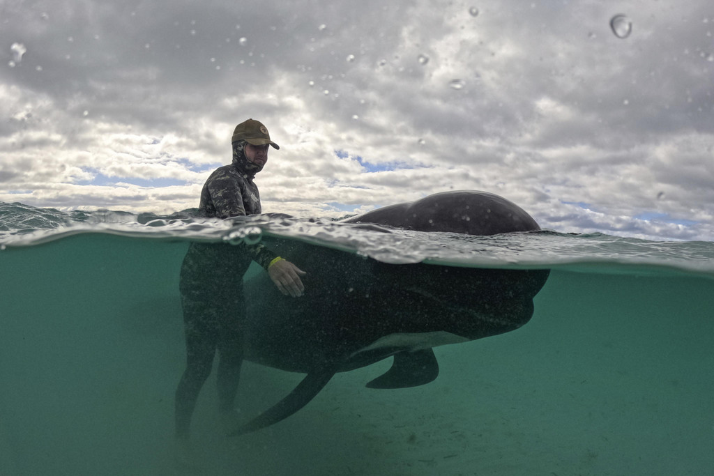 Australia_Beached_Whales_28946.jpg