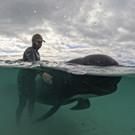 Australia_Beached_Whales_28946.jpg