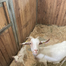 IMG_2439.JPEG