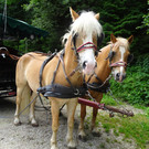 Kneipp-Ausflug Neumarkt am Wallersee 2_-5_7_2023  _215_.JPG