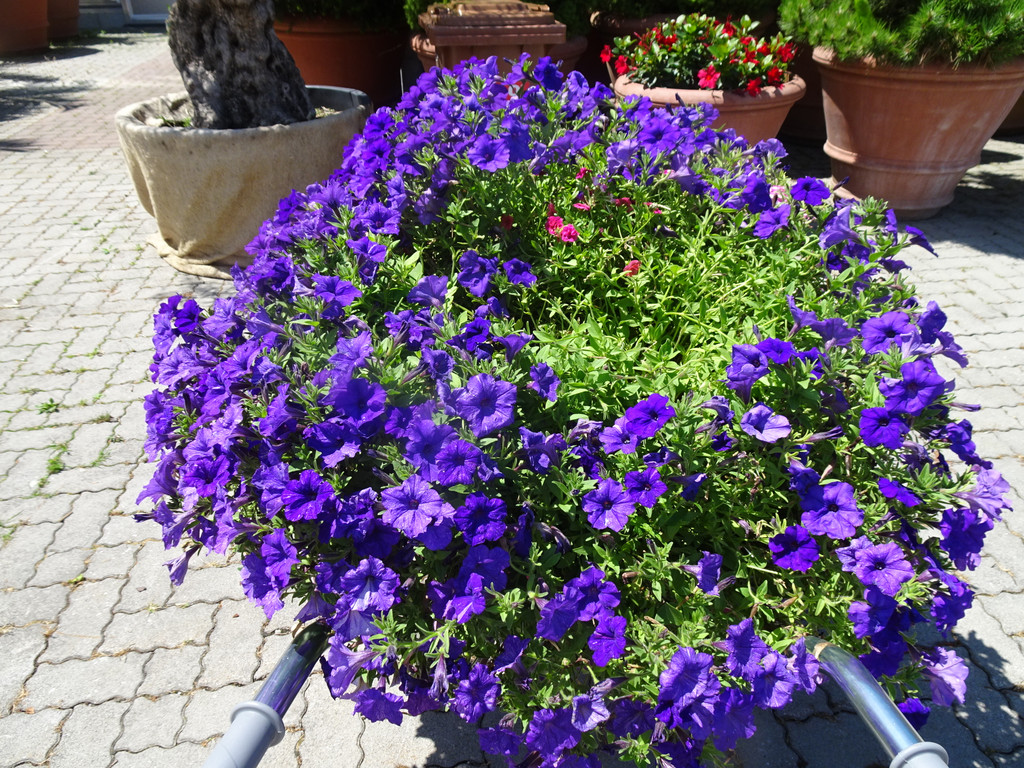 Kneipp-Ausflug Neumarkt am Wallersee 2_-5_7_2023  _396_.JPG