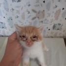 Tierleid auch am Weltkatzentag