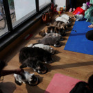 2023-08-08T052447Z_862600343_RC2AI2A2P9OW_RTRMADP_3_INDIA-ODDLY-CATS.JPG