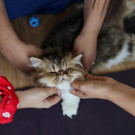 2023-08-08T052448Z_329163250_RC2AI2AZQRJH_RTRMADP_3_INDIA-ODDLY-CATS.JPG