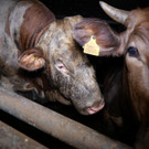 2023-07_Rinder_Vbg_ _24__Stier.JPG