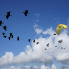 Waldrappen lernen fliegen