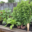 Wie ein Schrebergarten zur Quelle der Freude wurde