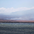 Mindestens 36 Tote bei Feuer auf Hawaii-Insel