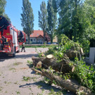 Baum-auf-Traktor-2.jpeg