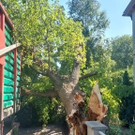 Baum-auf-Traktor-3.jpeg