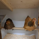 Innovation in Sachen Tierschutz 