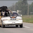 Unglaublich! Riesiger Bulle als Co-Pilot in Auto - Nebraska