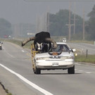 ODD-Bull_in_Car_Nebraska_50415.jpg