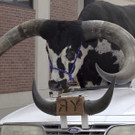 ODD-Bull_in_Car_Nebraska_64373.jpg