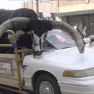 ODD-Bull_in_Car_Nebraska_64811.jpg