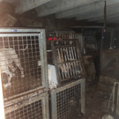 44 Hunde aus "Folterkeller" gerettet