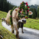 alpabtrieb-spora-montafon-n.jpg