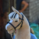 Steckenpferd - Foto Waschb__r.jpeg