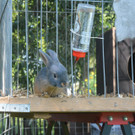 Kleintierfreunde kamen auf ihre Kosten