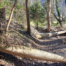 Rundgang durch den Wald am Montikel mit dem Stadtförster
