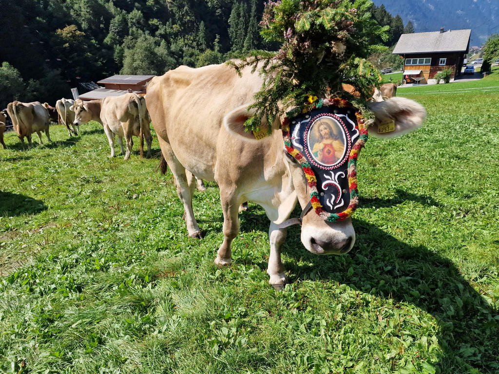 AlpeNova5.jpg