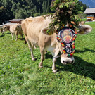 AlpeNova5.jpg