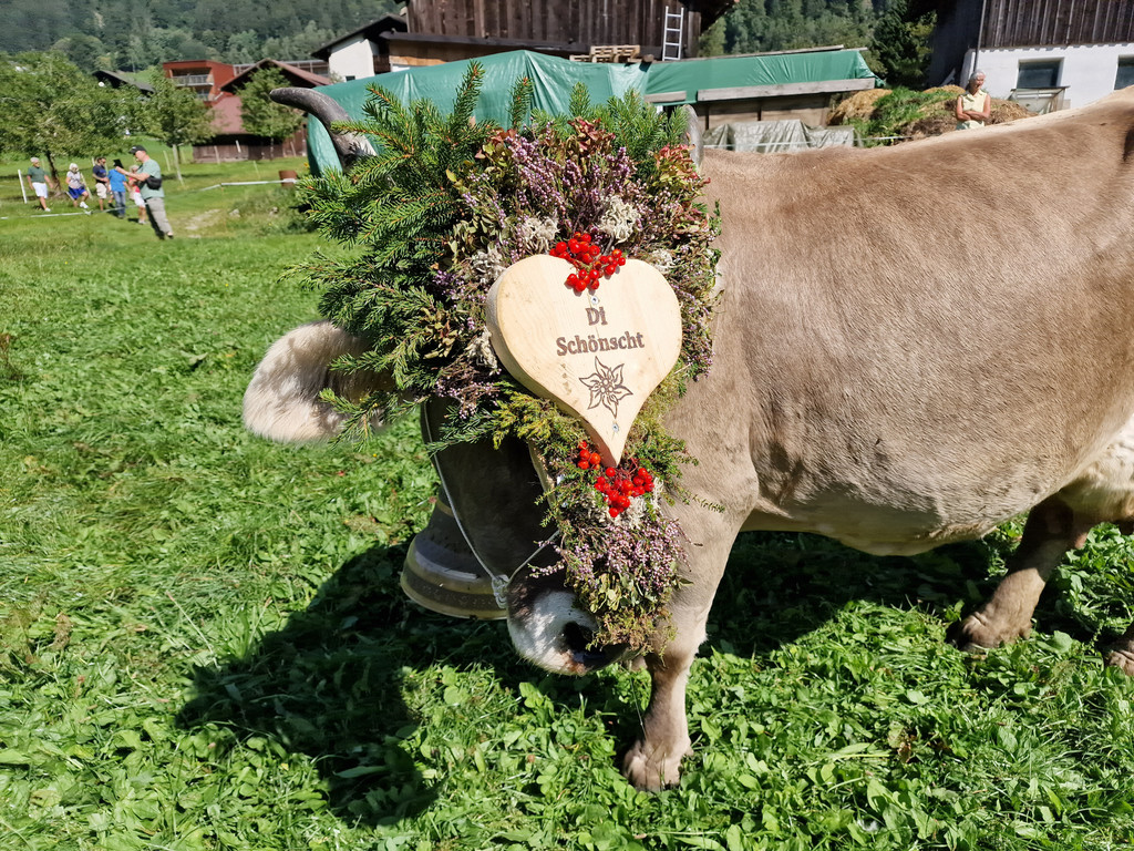 AlpeNova14.jpg