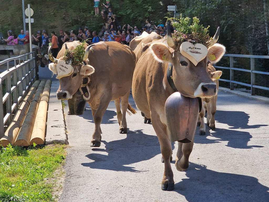 AlpeNova16.jpg