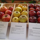 Obstausstellung 2014