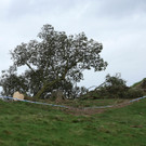 2023-09-28T120137Z_2023291213_RC2OH3AZ8ZVN_RTRMADP_3_BRITAIN-TREE.JPG
